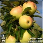 قیمت نهال سیب پایه مالینگ