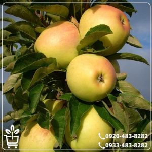 قیمت نهال سیب پایه مالینگ