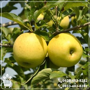 خرید نهال سیب پایه مالینگ