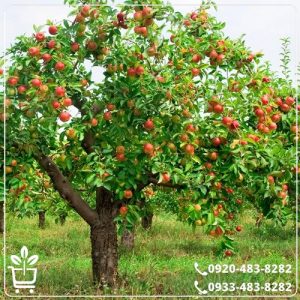 قیمت نهال سیب گلاب