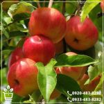 خرید نهال سیب گلاب