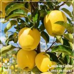 قیمت نهال سیب گلدن دلیشز