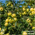 خرید نهال سیب گلدن دلیشز