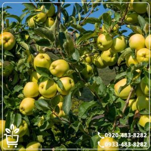 خرید نهال سیب گلدن دلیشز