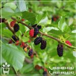 قیمت نهال شاه توت