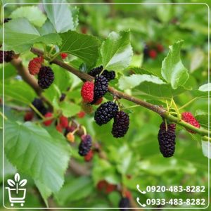 قیمت نهال شاه توت