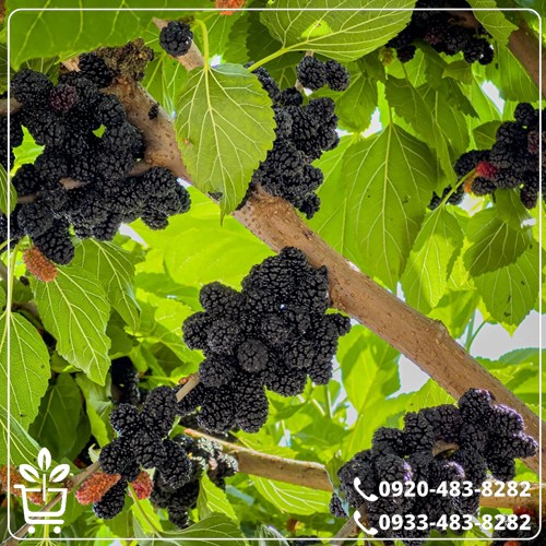 خرید نهال شاه توت