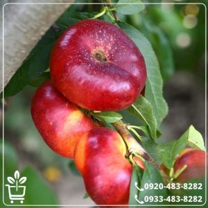 قیمت نهال شلیل انجیری