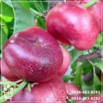 خرید نهال شلیل انجیری