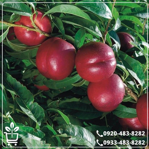 قیمت نهال شلیل خونی