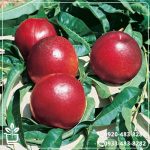 خرید نهال شلیل خونی