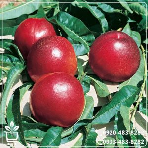 خرید نهال شلیل خونی