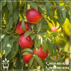 قیمت نهال شلیل رد گلد