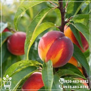 خرید نهال شلیل رد گلد