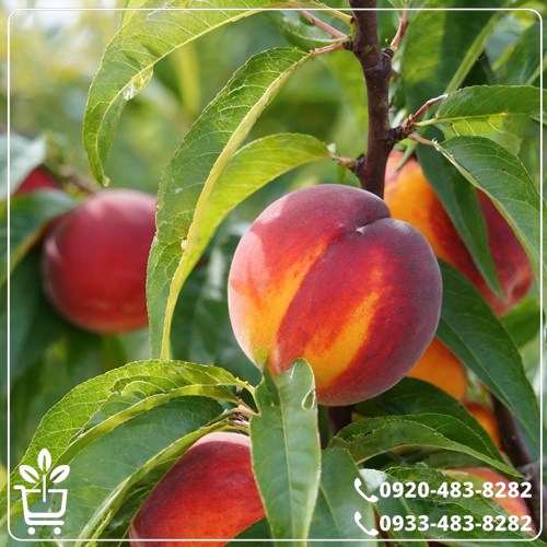 خرید نهال شلیل رد گلد