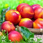 قیمت نهال شلیل رفعتی