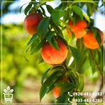 خرید نهال شلیل رفعتی