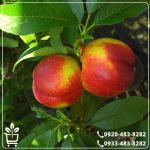 خرید نهال شلیل شمس