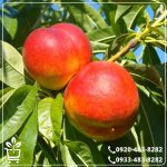 قیمت نهال شلیل شمس