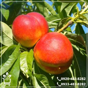 قیمت نهال شلیل شمس