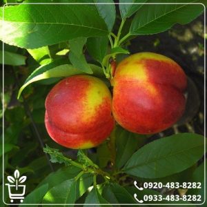 خرید نهال شلیل شمس