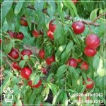 قیمت نهال شلیل مغان