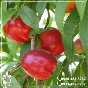 خرید نهال شلیل مغان