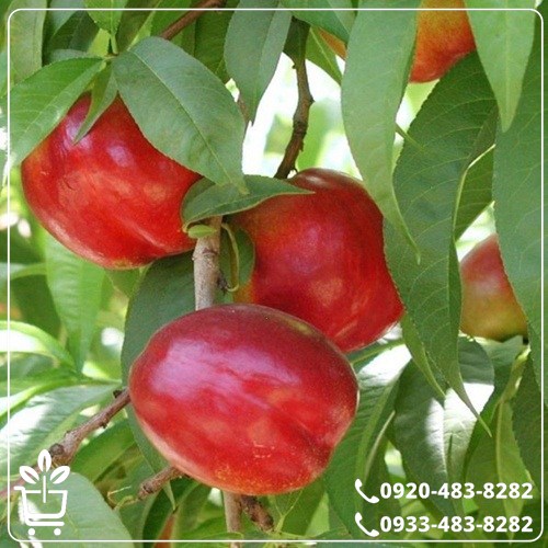 خرید نهال شلیل مغان