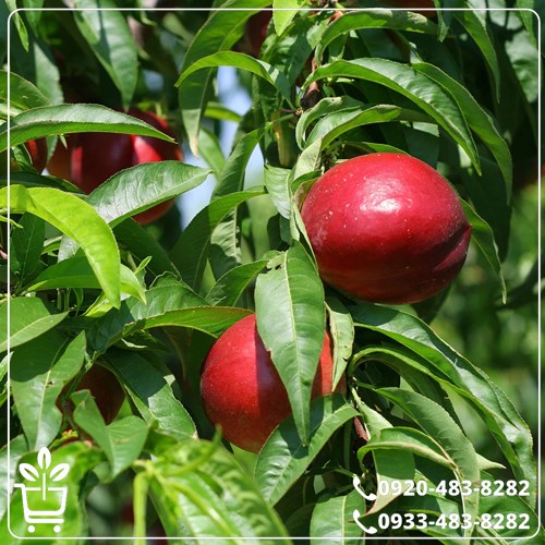 خرید نهال شلیل نارون