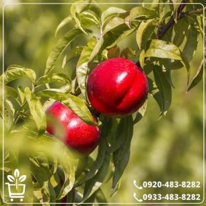 قیمت نهال شلیل نارون