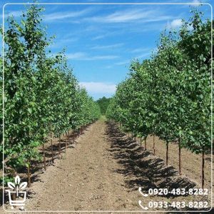 خرید نهال صنوبر تبریزی