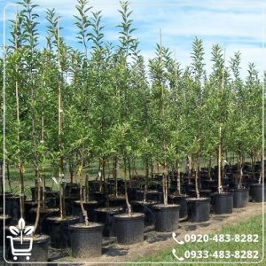 قیمت نهال صنوبر تبریزی