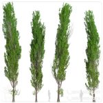 خرید نهال صنوبر نیگرا