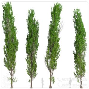 خرید نهال صنوبر نیگرا