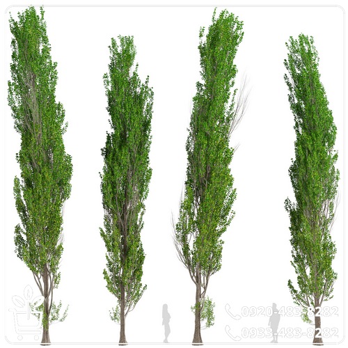 خرید نهال صنوبر نیگرا