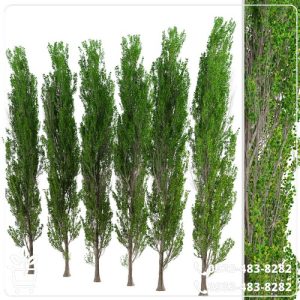 قیمت نهال صنوبر نیگرا