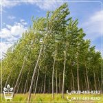 خرید نهال صنوبر کبوده