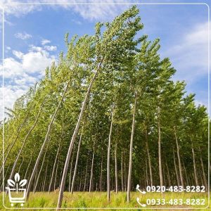 خرید نهال صنوبر کبوده