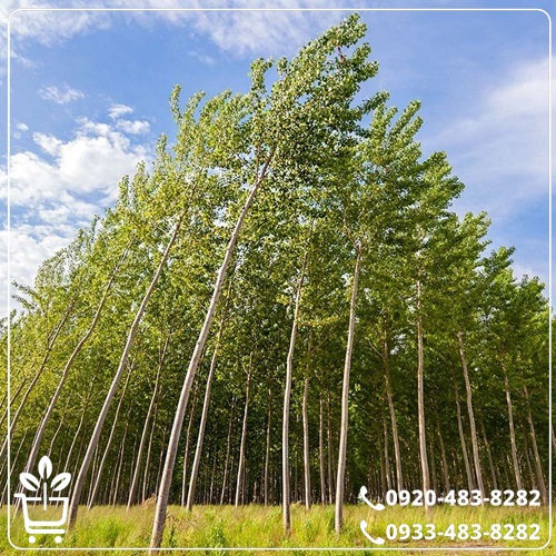 خرید نهال صنوبر کبوده