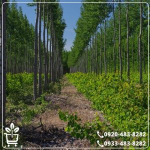 قیمت نهال صنوبر کبوده