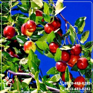 قیمت نهال عناب نارون