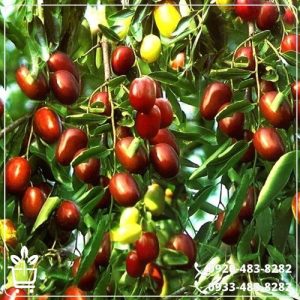 خرید نهال عناب نارون