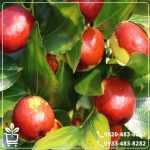 قیمت نهال فندق انیس ترکیه