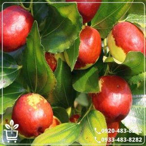 قیمت نهال فندق انیس ترکیه