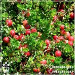 خرید نهال فندق انیس ترکیه