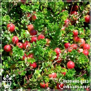 خرید نهال فندق انیس ترکیه