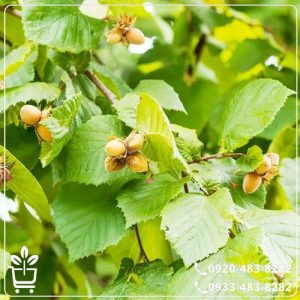 قیمت نهال فندق باتلر