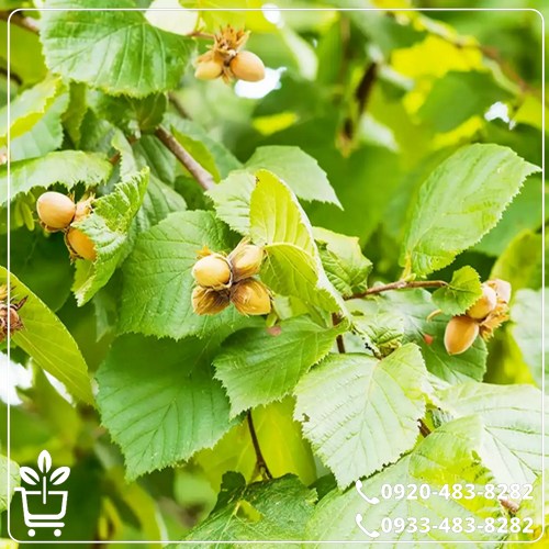 قیمت نهال فندق باتلر