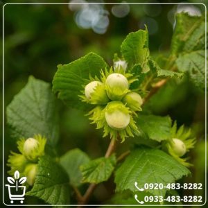 خرید نهال فندق باتلر