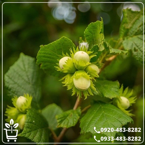 خرید نهال فندق باتلر